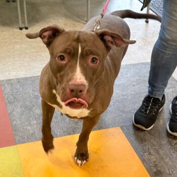 Pit Bull Terrier Dogs Available for Adoption - Queen | PetCurious