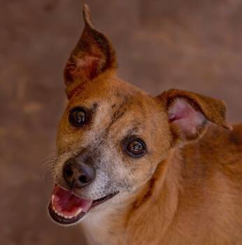 Jeremy -  Dachshund Dog for Adoption in Phoenix, Arizona - Jeremy | PetCurious