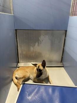 61572098 -  Belgian Shepherd Malinois and Shepherd Dog for Adoption in El Paso, Texas - 61572098 | PetCurious