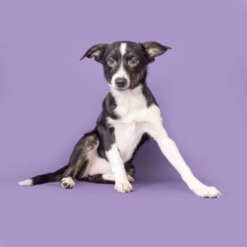 Australian Shepherd and Mixed Breed Dogs Available for Adoption - Flurry (black/white) | PetCurious