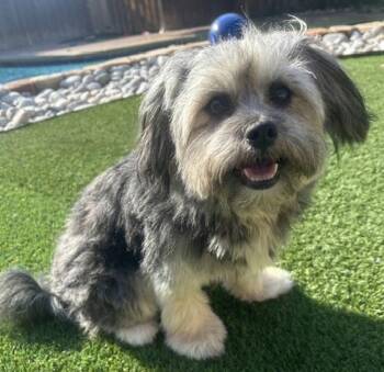 SUGAR -  Shih Tzu Dog for Adoption in Dallas, Texas - SUGAR | PetCurious