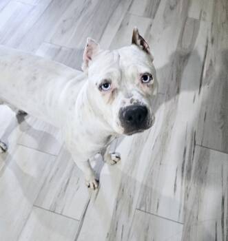 Rescue American Staffordshire Terrier Dogs for Adoption in Mesa, Arizona - Lychee | PetCurious