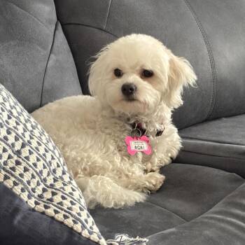 Maltese Dogs Available for Adoption - Acai | PetCurious