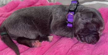 Purple  -  Cane Corso Dog for Sale in Long Branch, New Jersey - Purple  | PetCurious