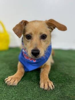 Border Terrier and Chihuahua Dogs Available for Adoption in Carlsbad, California - Melon | PetCurious