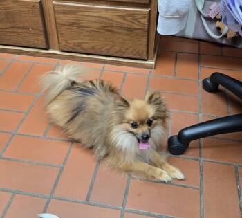 Rocket -  Pomeranian Dog for Adoption in Sterling, Kansas - Rocket | PetCurious
