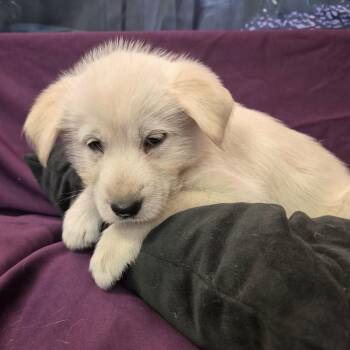 Andy -  Labrador Retriever and Shepherd Dog for Adoption in Sandy Hook, Manitoba - Andy | PetCurious