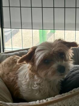 Dora -  Terrier Dog for Adoption in St. Augustine, Florida - Dora | PetCurious