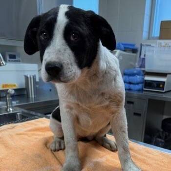 Mixed Breed Dogs Available for Adoption - Opal | PetCurious