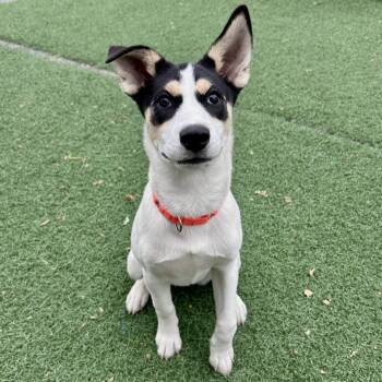 Rescue Husky and Shepherd Dogs for Adoption in Fullerton, Pennsylvania - Batgirl | PetCurious