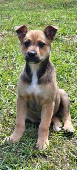 Mixed Breed Dogs Available for Adoption in Marion, Mississippi - Kimmy | PetCurious