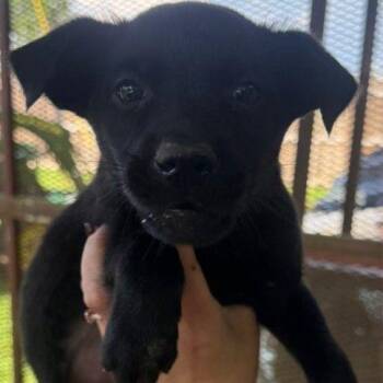 Astrid -  Mixed Breed Dog for Adoption in Allentown, Pennsylvania - Astrid | PetCurious
