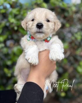 Poodle and German Shepherd Dog Dogs Available for Adoption in South El Monte, California - Paul | PetCurious