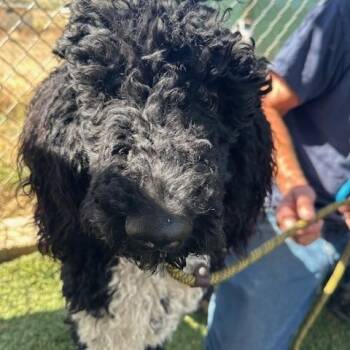 Standard Poodle Dogs Available for Adoption in Agua Dulce, California - Valentino | PetCurious