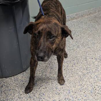 Shepherd Dogs Available for Adoption in Greenville, South Carolina - Isadora | PetCurious