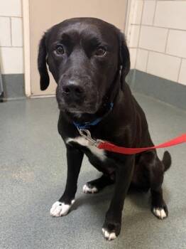 Merlin -  Mixed Breed Dog for Adoption in Fairfax, Virginia - Merlin | PetCurious