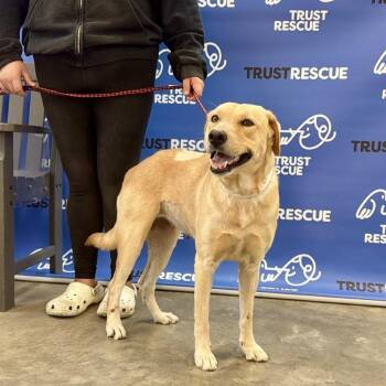 Yellow Labrador Retriever Dogs Available for Adoption - PRUDENCE | PetCurious