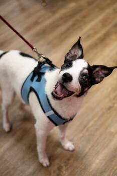 Rescue Jack Russell Terrier and Rat Terrier Dogs for Adoption in Frankfort, New York - Lefty | PetCurious