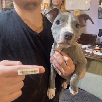 Mixed Breed Dogs Available for Adoption in Savannah, Georgia - San Fran | PetCurious