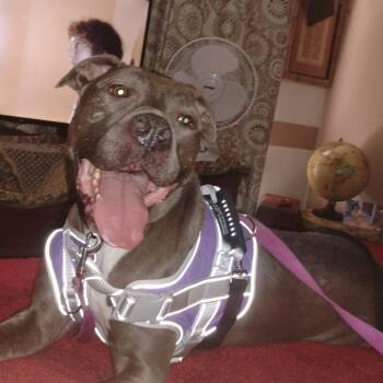 Yana -  Pit Bull Terrier and Mixed Breed Dog Available for Adoption in Tulsa, Oklahoma - Yana | PetCurious