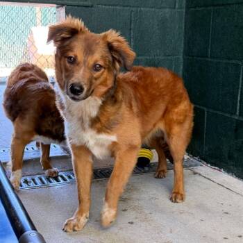 Spaniel and Terrier Dogs Available for Adoption in Carencro, Louisiana - Goji | PetCurious