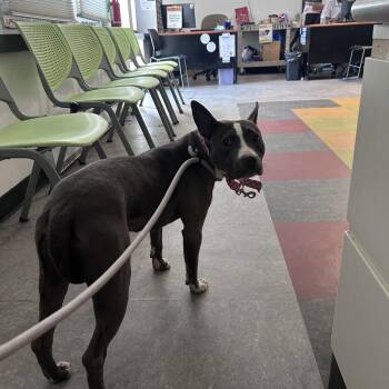 Poka Dot -  Mixed Breed Dog for Adoption in Philadelphia, Pennsylvania - Poka Dot | PetCurious