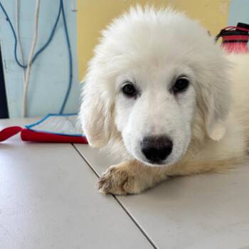 Boer -  Great Pyrenees Dog for Adoption in Chico, California - Boer | PetCurious
