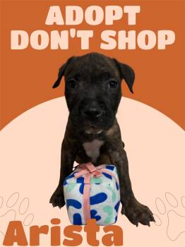 American Staffordshire Terrier Dogs Available for Adoption in Arlington, Texas - Arista | PetCurious