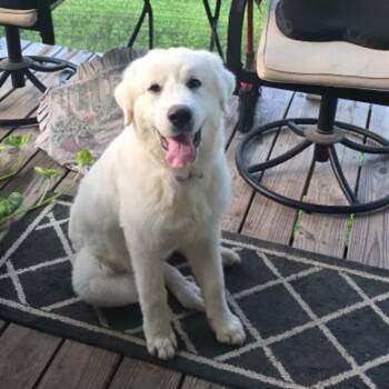 Samson -  Great Pyrenees Dog for Adoption in Humble, Texas - Samson | PetCurious