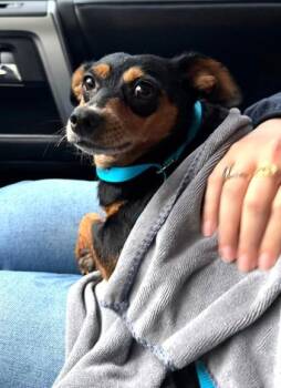 Salchicha -  Chihuahua and Dachshund Dog for Adoption in Morristown, New Jersey - Salchicha | PetCurious