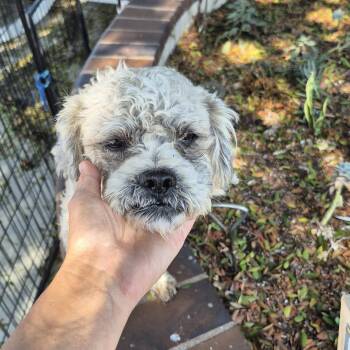 Mr schnoodle -  Miniature Poodle and Dandie Dinmont Terrier Dog for Adoption in Manhattan Beach, California - Mr Schnoodle | PetCurious