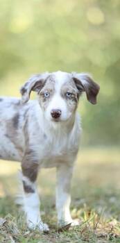 Latte -  Aussiedoodle Dog for Adoption in Lucedale, Mississippi - Latte | PetCurious