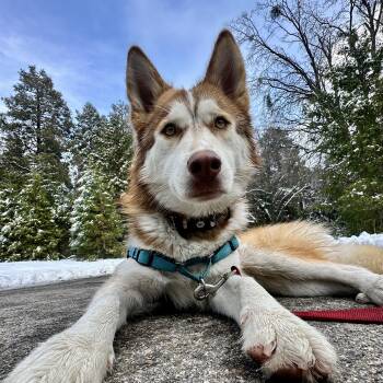 Rescue Siberian Husky and Husky Dogs for Adoption in Rolling Hills Estates, California - Charlie | PetCurious