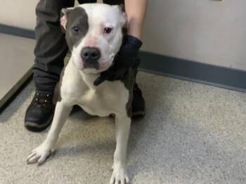 Pit Bull Terrier and Mixed Breed Dogs Available for Adoption - A252519 | PetCurious