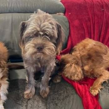 Griffin -  Mixed Breed and Miniature Poodle Dog for Adoption in Pittsburg, Kansas - Griffin | PetCurious