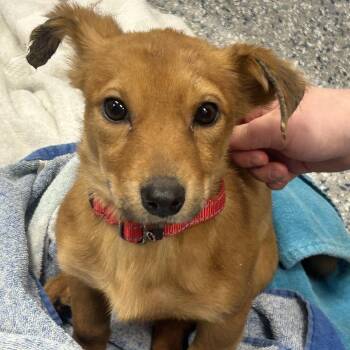 Sylveon (Molly) -  Mixed Breed Dog for Adoption in Dearborn, Michigan - Sylveon (Molly) | PetCurious