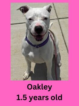 Oakley -  American Bulldog Dog for Adoption in Ravenna, Ohio - Oakley | PetCurious