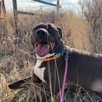 Pit Bull Terrier Dogs Available for Adoption - Starley | PetCurious