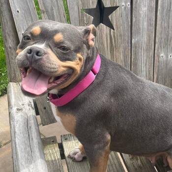 American Bully Dogs Available for Adoption in Buffalo, New York - Layla | PetCurious