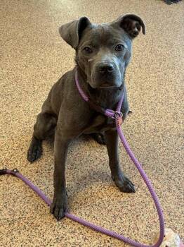 Pit Bull Terrier Dogs Available for Adoption in Springfield, Massachusetts - DANIELLE | PetCurious