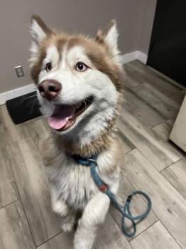 Rescue Siberian Husky Dogs for Adoption in Redlands, California - TOFF | PetCurious