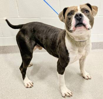 Rescue Pit Bull Terrier Dogs for Adoption in Lindenhurst, New York - 25-376 | PetCurious