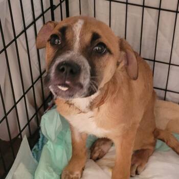 Mixed Breed Dogs Available for Adoption - Trader Vic | PetCurious