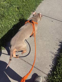 Tony ( Tow-Tone ) -  American Bully Dog Available for Adoption in Fremont, Nebraska - Tony ( Tow-Tone ) | PetCurious