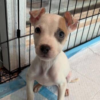747 (2026) Sammi -  Pit Bull Terrier and Mixed Breed Dog for Adoption in Parker, Colorado - 747 (2026) Sammi | PetCurious