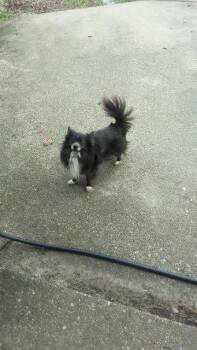 Chico -  Chihuahua Dog for Adoption in Hampton, Virginia - Chico | PetCurious