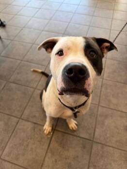 Dre -  American Bulldog Dog for Adoption in Pierceton, Indiana - Dre | PetCurious
