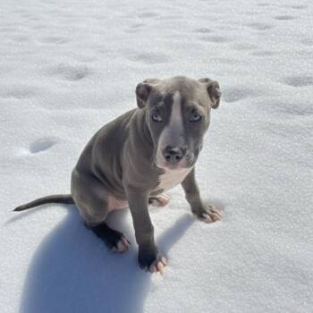 Pit Bull Terrier Dogs Available for Adoption - Sprite | PetCurious