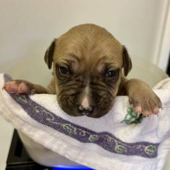 Pit Bull Terrier Dogs Available for Adoption in Jefferson City, Tennessee - Izzie | PetCurious