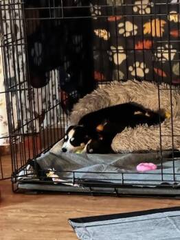 June -  Chihuahua and Terrier Dog Available for Adoption in Tulsa, Oklahoma - June | PetCurious